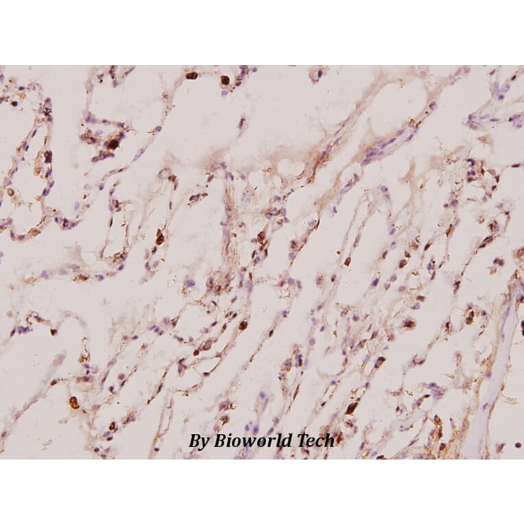 Anti-Neddylin (D21) Antibody from Bioworld Technology (BS1463) - Antibodies.com