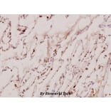 Anti-Neddylin (D21) Antibody from Bioworld Technology (BS1463) - Antibodies.com