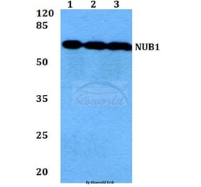 Anti-NUB1 (Y601) Antibody from Bioworld Technology (BS1464) - Antibodies.com
