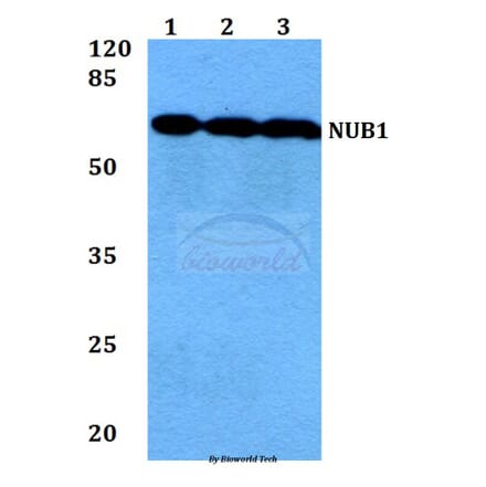 Anti-NUB1 (Y601) Antibody from Bioworld Technology (BS1464) - Antibodies.com