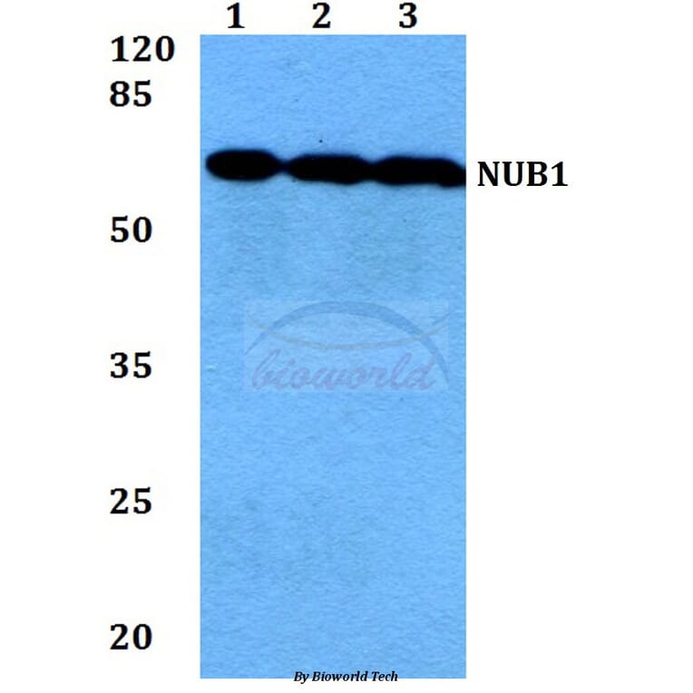 Anti-NUB1 (Y601) Antibody from Bioworld Technology (BS1464) - Antibodies.com