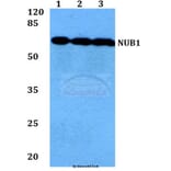 Anti-NUB1 (Y601) Antibody from Bioworld Technology (BS1464) - Antibodies.com