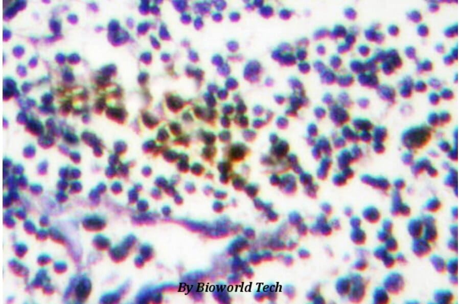 Anti-NUB1 (Y601) Antibody from Bioworld Technology (BS1464) - Antibodies.com