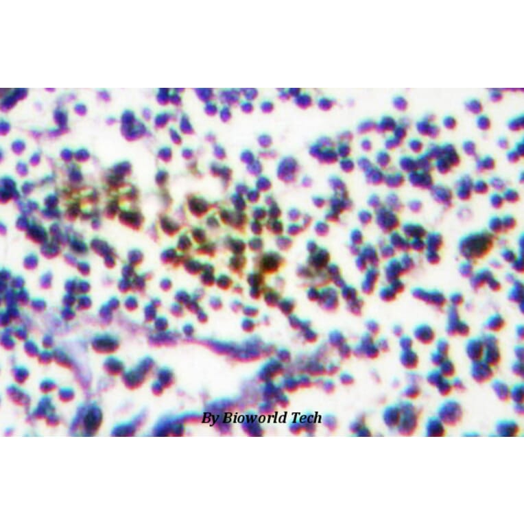 Anti-NUB1 (Y601) Antibody from Bioworld Technology (BS1464) - Antibodies.com