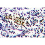 Anti-NUB1 (Y601) Antibody from Bioworld Technology (BS1464) - Antibodies.com