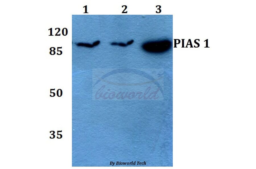 Anti-PIAS 1 (G24) Antibody from Bioworld Technology (BS1465) - Antibodies.com