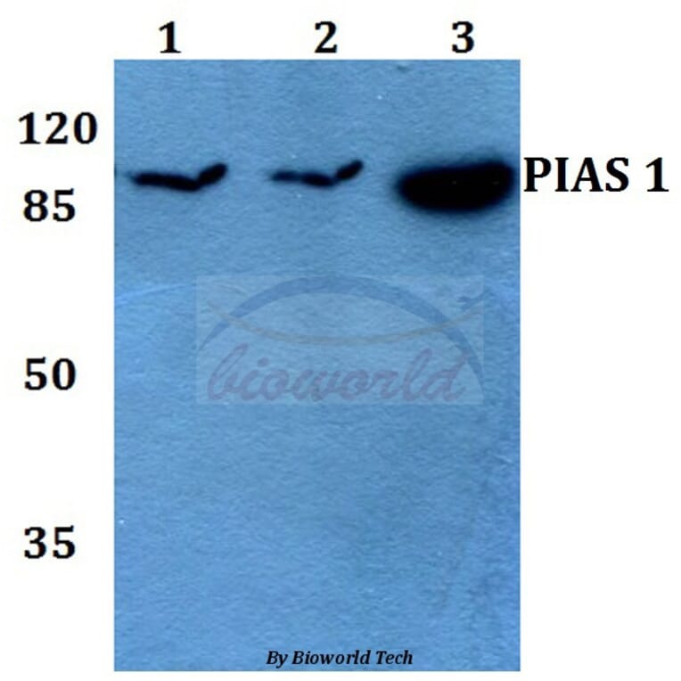 Anti-PIAS 1 (G24) Antibody from Bioworld Technology (BS1465) - Antibodies.com