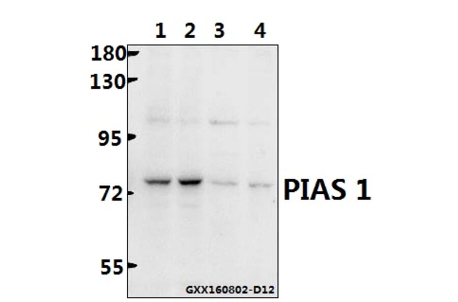 Anti-PIAS 1 (G24) Antibody from Bioworld Technology (BS1465) - Antibodies.com