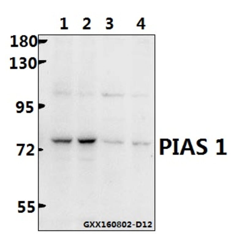 Anti-PIAS 1 (G24) Antibody from Bioworld Technology (BS1465) - Antibodies.com