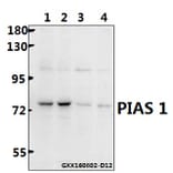 Anti-PIAS 1 (G24) Antibody from Bioworld Technology (BS1465) - Antibodies.com