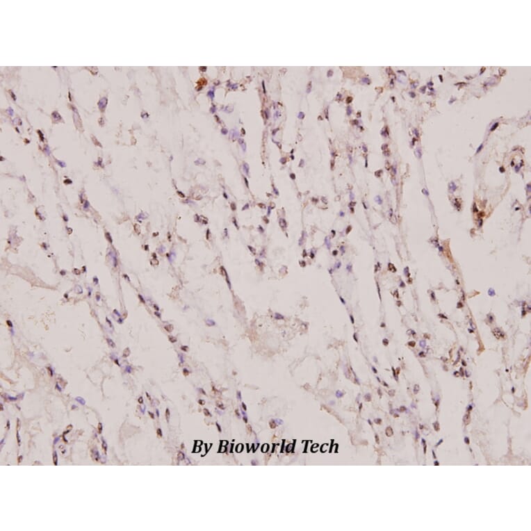 Anti-PIAS 1 (G24) Antibody from Bioworld Technology (BS1465) - Antibodies.com