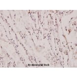 Anti-PIAS 1 (G24) Antibody from Bioworld Technology (BS1465) - Antibodies.com
