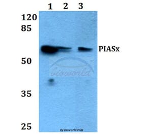 Anti-PIASx (G24) Antibody from Bioworld Technology (BS1466) - Antibodies.com