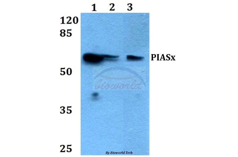 Anti-PIASx (G24) Antibody from Bioworld Technology (BS1466) - Antibodies.com
