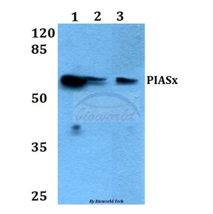 Anti-PIASx (G24) Antibody from Bioworld Technology (BS1466) - Antibodies.com
