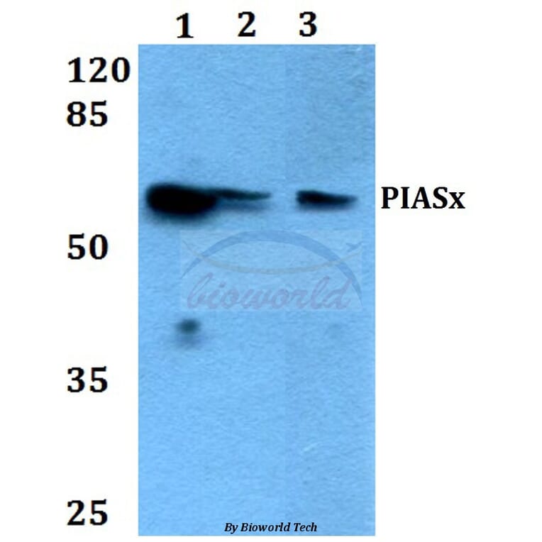 Anti-PIASx (G24) Antibody from Bioworld Technology (BS1466) - Antibodies.com