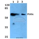 Anti-PIASx (G24) Antibody from Bioworld Technology (BS1466) - Antibodies.com
