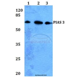 Anti-PIAS 3 (F25) Antibody from Bioworld Technology (BS1467) - Antibodies.com