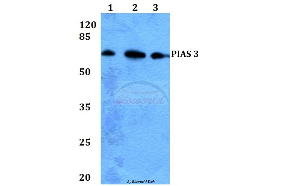 Anti-PIAS 3 (F25) Antibody from Bioworld Technology (BS1467) - Antibodies.com