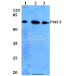 Anti-PIAS 3 (F25) Antibody from Bioworld Technology (BS1467) - Antibodies.com