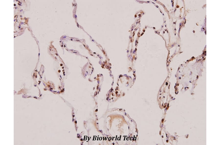 Anti-PIAS 3 (F25) Antibody from Bioworld Technology (BS1467) - Antibodies.com