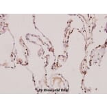 Anti-PIAS 3 (F25) Antibody from Bioworld Technology (BS1467) - Antibodies.com