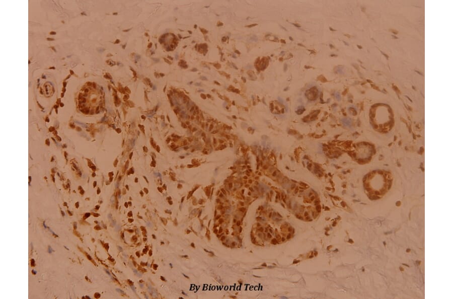 Anti-SENP1 (D2) Antibody from Bioworld Technology (BS1469) - Antibodies.com