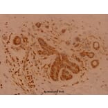 Anti-SENP1 (D2) Antibody from Bioworld Technology (BS1469) - Antibodies.com