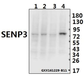 Anti-SENP3 (Y24) Antibody from Bioworld Technology (BS1471) - Antibodies.com