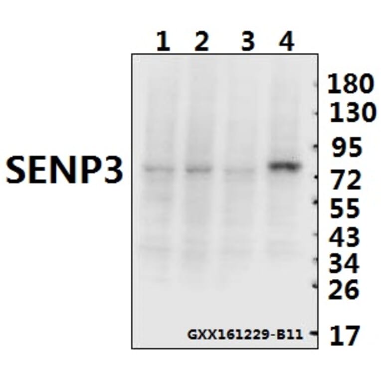 Anti-SENP3 (Y24) Antibody from Bioworld Technology (BS1471) - Antibodies.com