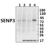 Anti-SENP3 (Y24) Antibody from Bioworld Technology (BS1471) - Antibodies.com