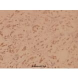 Anti-SENP3 (Y24) Antibody from Bioworld Technology (BS1471) - Antibodies.com
