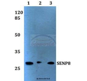 Anti-SENP8 (T191) Antibody from Bioworld Technology (BS1475) - Antibodies.com