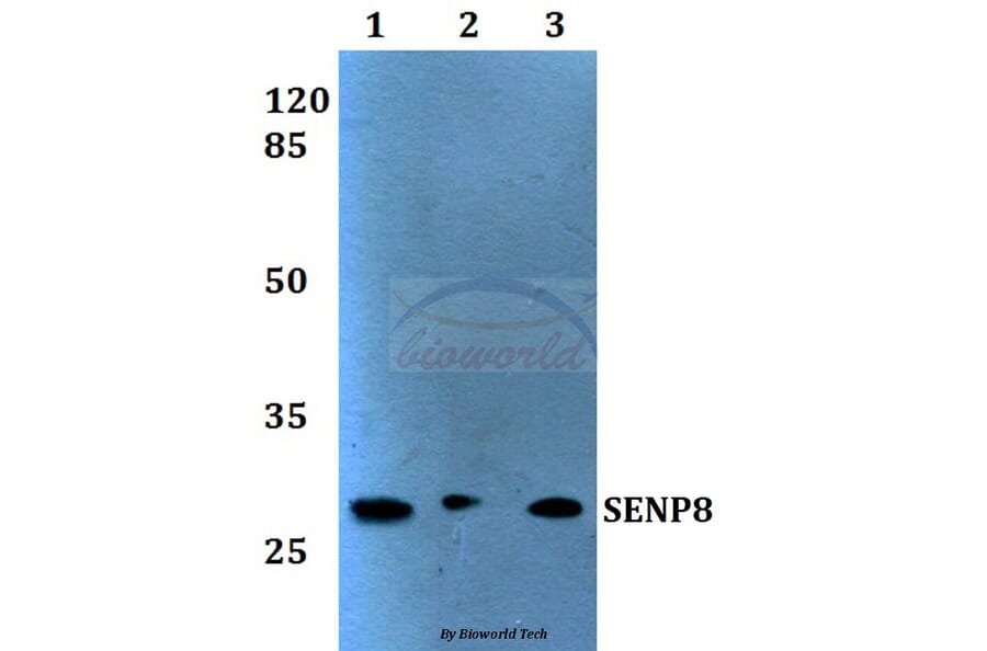 Anti-SENP8 (T191) Antibody from Bioworld Technology (BS1475) - Antibodies.com