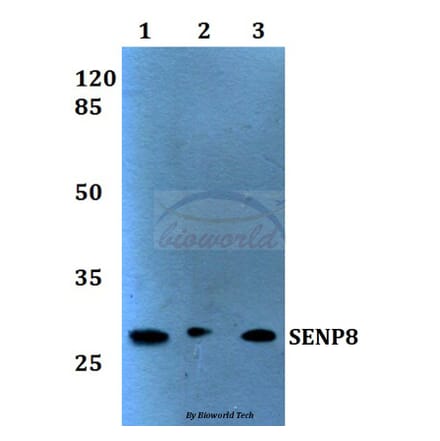 Anti-SENP8 (T191) Antibody from Bioworld Technology (BS1475) - Antibodies.com