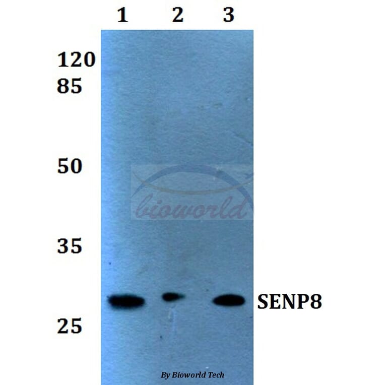 Anti-SENP8 (T191) Antibody from Bioworld Technology (BS1475) - Antibodies.com