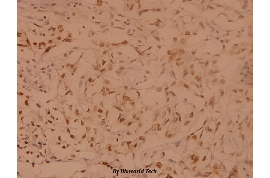 Anti-SENP8 (T191) Antibody from Bioworld Technology (BS1475) - Antibodies.com