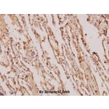 Anti-TIMP-4 (S206) Antibody from Bioworld Technology (BS1477) - Antibodies.com