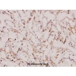 Anti-Topo IIβ (A32) Antibody from Bioworld Technology (BS1479) - Antibodies.com