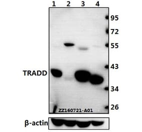 Anti-TRADD (L282) Antibody from Bioworld Technology (BS1480) - Antibodies.com