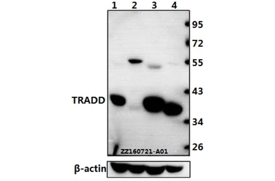 Anti-TRADD (L282) Antibody from Bioworld Technology (BS1480) - Antibodies.com