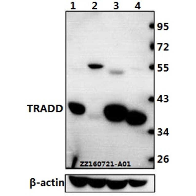 Anti-TRADD (L282) Antibody from Bioworld Technology (BS1480) - Antibodies.com