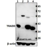 Anti-TRADD (L282) Antibody from Bioworld Technology (BS1480) - Antibodies.com