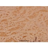 Anti-TRADD (L282) Antibody from Bioworld Technology (BS1480) - Antibodies.com