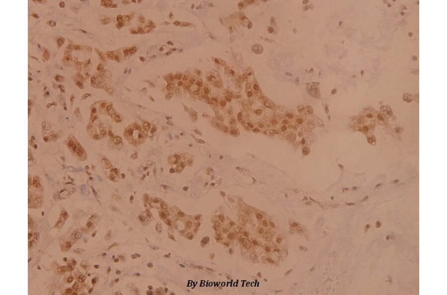 Anti-TXNRD2 (S501) Antibody from Bioworld Technology (BS1481) - Antibodies.com