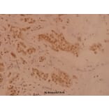 Anti-TXNRD2 (S501) Antibody from Bioworld Technology (BS1481) - Antibodies.com