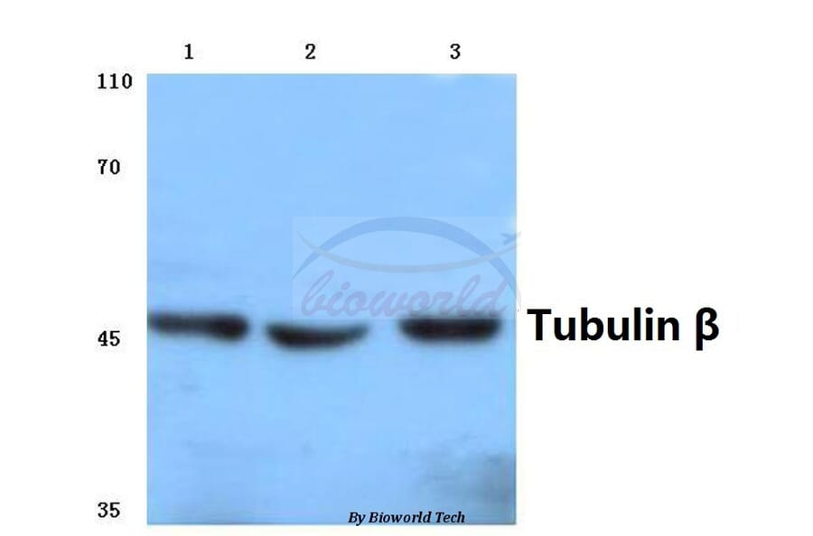 Anti-Tubulin β (G434) Antibody from Bioworld Technology (BS1482) - Antibodies.com
