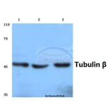 Anti-Tubulin β (G434) Antibody from Bioworld Technology (BS1482) - Antibodies.com