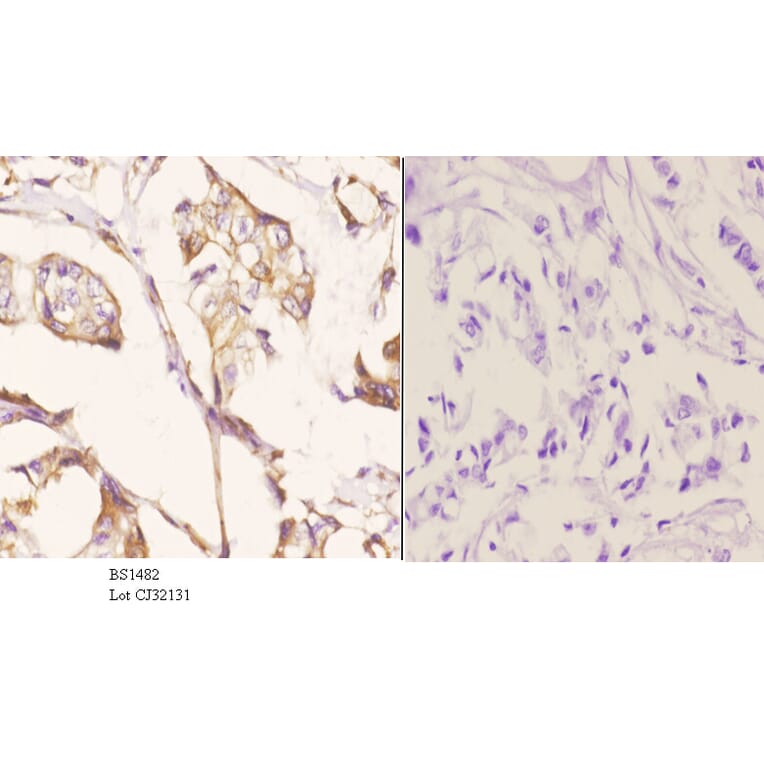 Anti-Tubulin β (G434) Antibody from Bioworld Technology (BS1482) - Antibodies.com