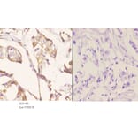 Anti-Tubulin β (G434) Antibody from Bioworld Technology (BS1482) - Antibodies.com
